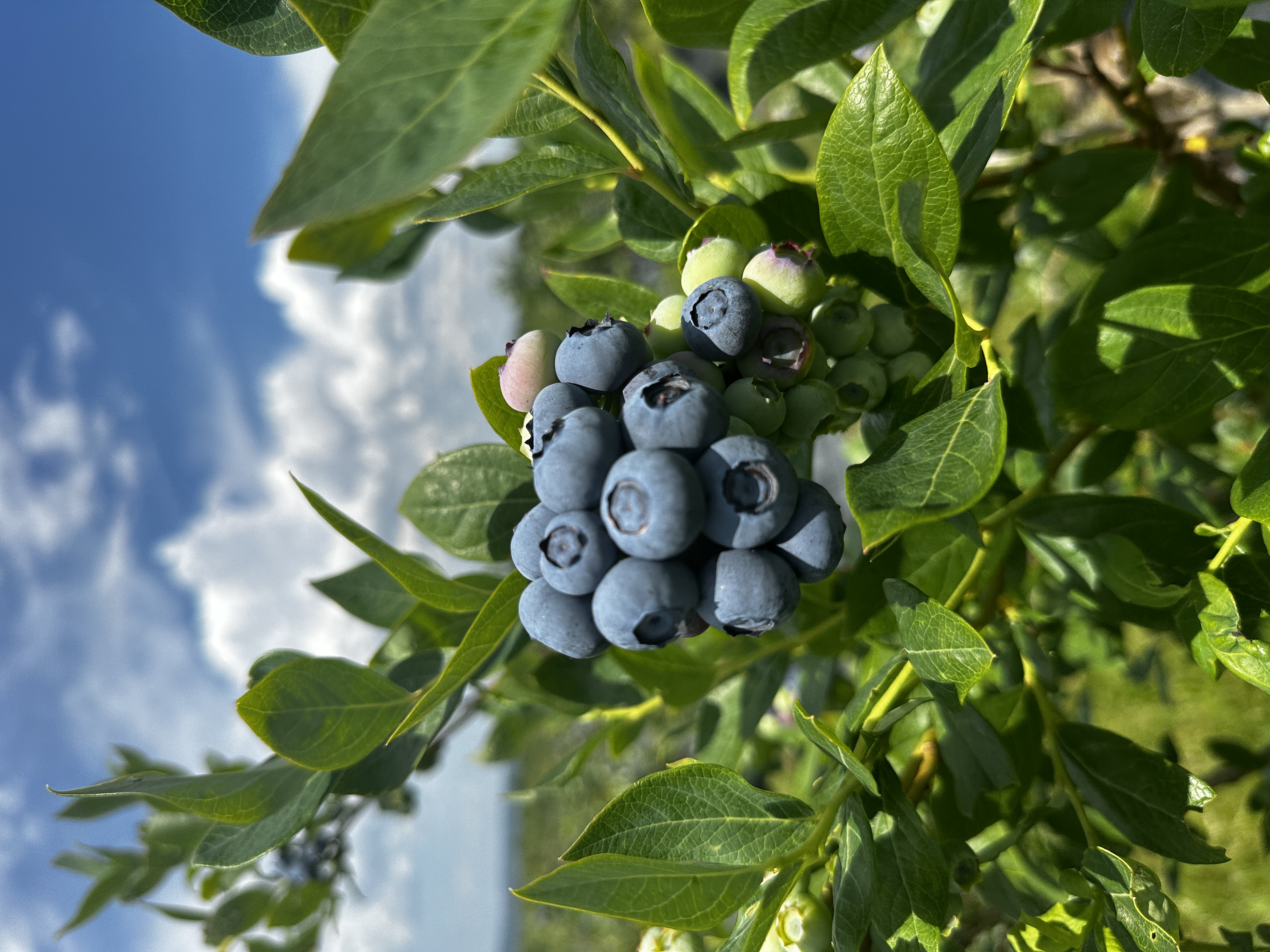 Our Blueberries